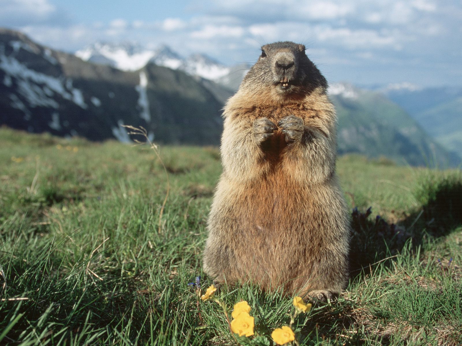 Alpiene Marmot