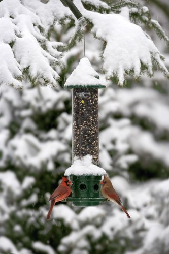 Finding The Right Squirrel Proof Bird Feeder For Your Backyard