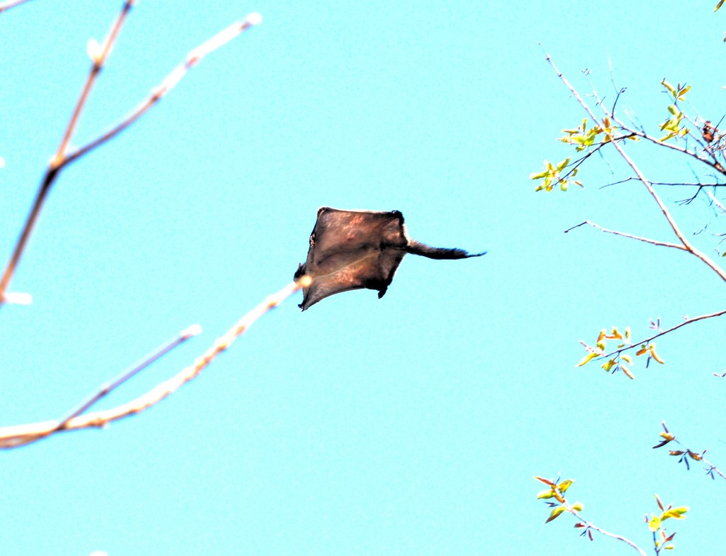 Fliegendes Eichhörnchen