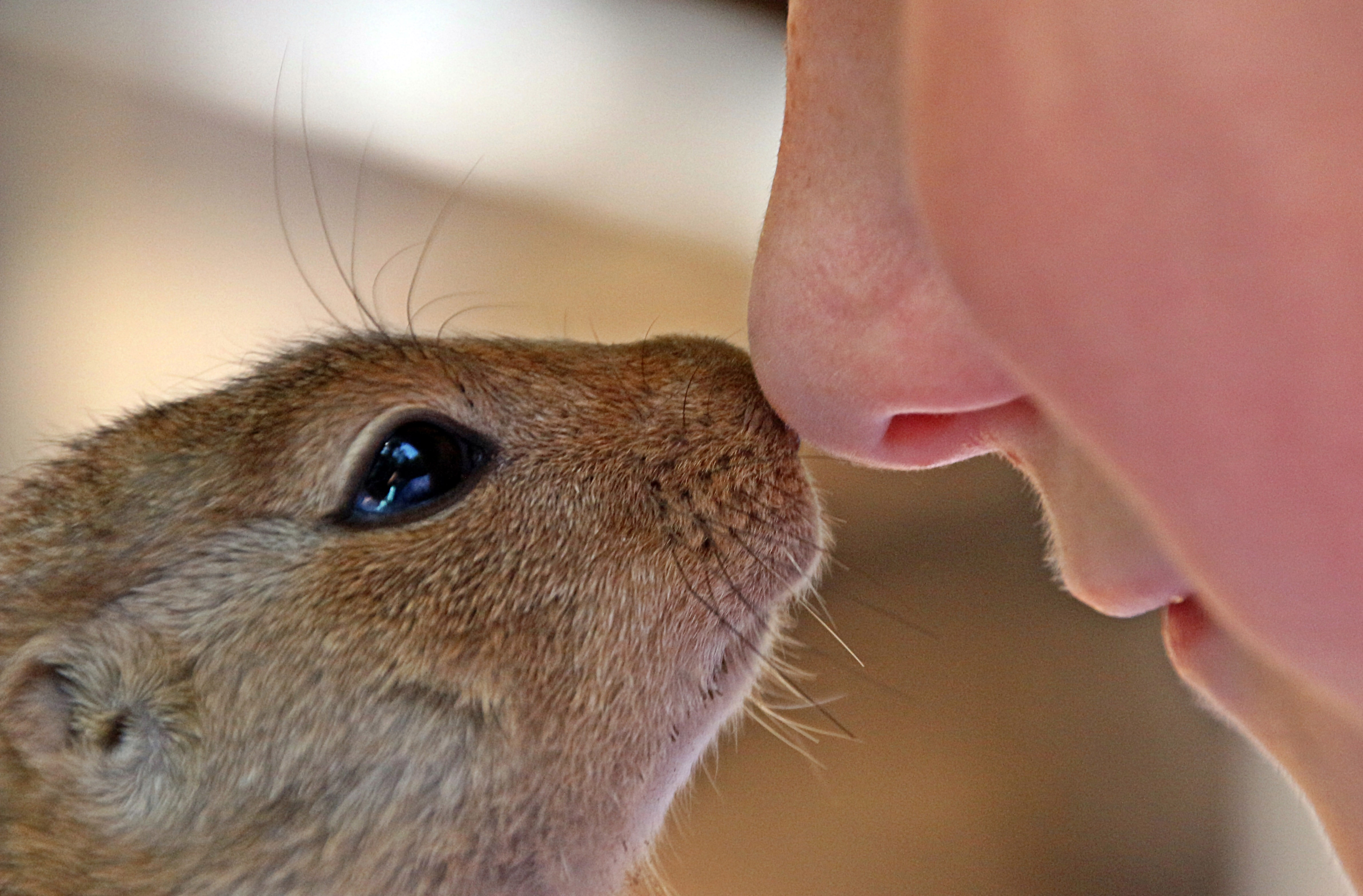 Can You Keep A Squirrel As A Pet Whatdosquirrelseat